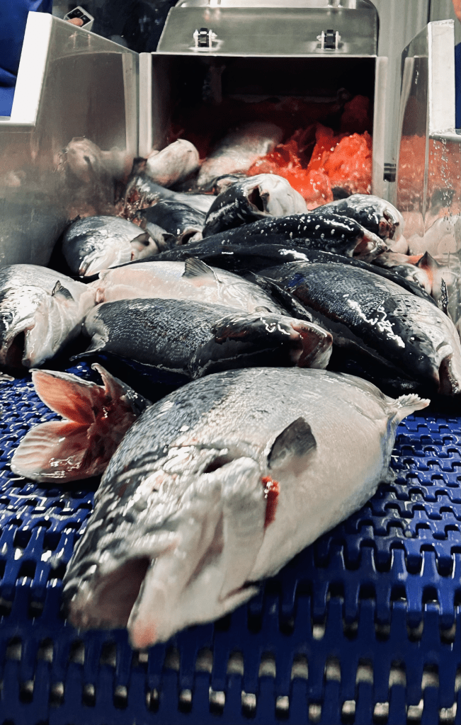 Salmon fish going down processing line