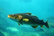 Pacific Vs Atlantic Cod Key Differences Explained Pacific Vs Atlantic Cod Key Differences Explained