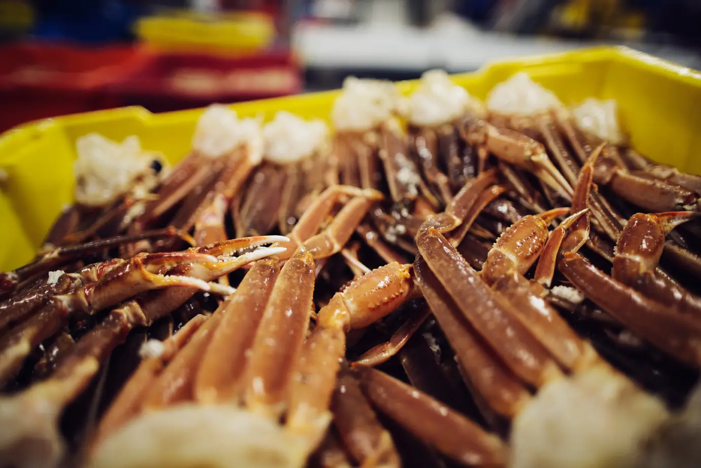 QUINLAN | 70 Years of Sustainable Seafood Excellence in NL Canada